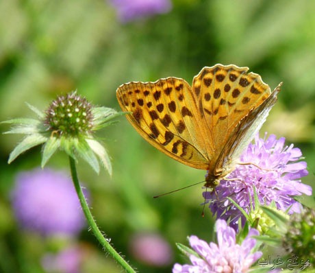 ����� ����� �������� ��� ����� � Butterfly[2].jpg